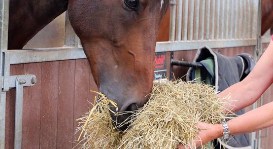 Voordroog kuil en hooi