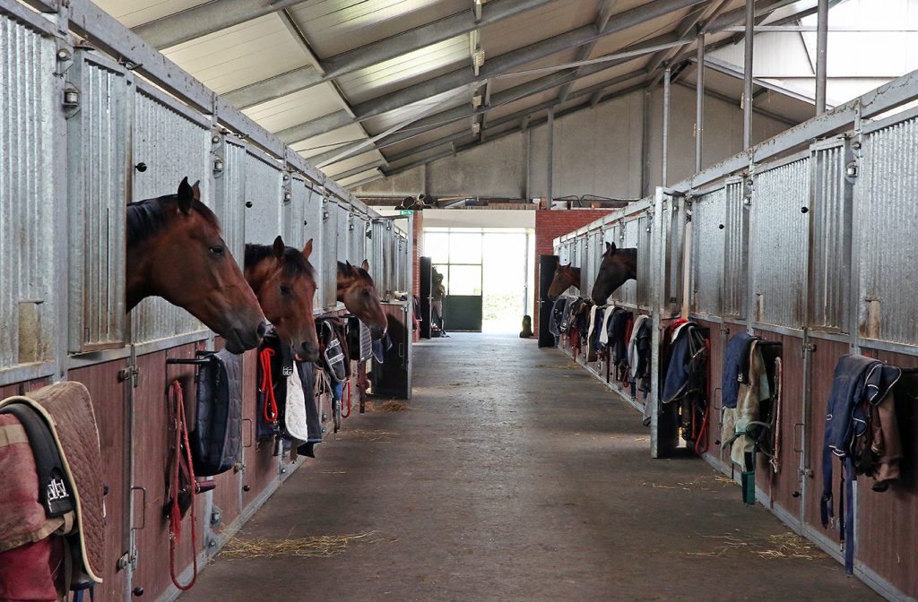 paardenpension_de_groot_diversen_10